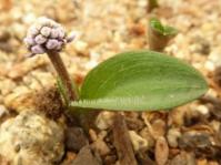 Ledebouria pusilla 