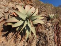 Aloe dewinterii 