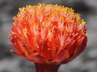 Haemanthus sanguineus 