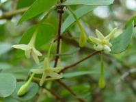 Synaptolepis oliveriana 