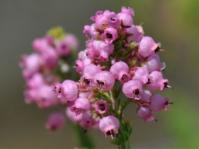 Erica lateralis  