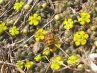 Euphorbia clavarioides 