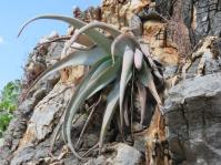 Aloe corallina
