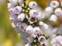 Erica bolusiae var. cyathiformis 
