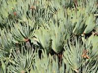 Striking mass of fan-like rosettes of Kumara plicatilis. Photo A.W. Klopper