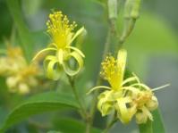 Grewia caffra