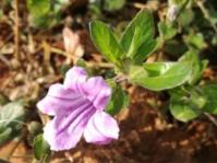 Ruellia cordata 