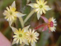 Struthiola tomentosa 