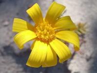 Steirodiscus tagetes 
