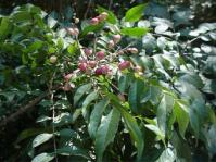Clausena anisata