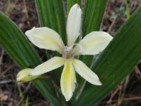 Babiana noctiflora