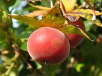 Diospyros simii