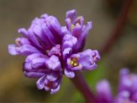 Ledebouria comptonii 