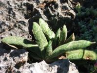 Gasteria langebergensis 