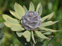 Leucadendron pubescens 