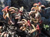 Crassula fusca