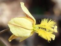 Bulbine succulenta 