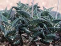 Haworthiopsis nigra