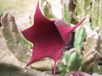 Stapelia leendertziae