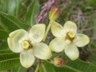 Pachycarpus acidostelma