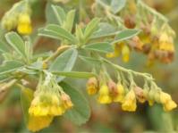 Hermannia salviifolia 
