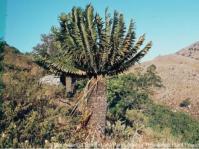 Encephalartos heenanii growing in habitat. Photo Mpumalanga Tourism and Parks Agency Threatened Plants Project