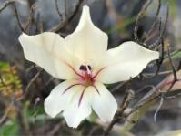 Gladiolus floribundus 
