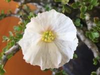Monsonia vanderietiae 