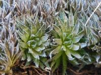 Haworthia marumiana var. marumiana