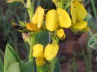 Argyrolobium robustum 