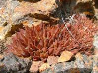 Haworthia mirabilis var. consanguinea 