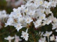 Gnidia pinifolia 