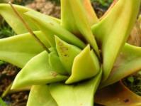 Haworthiopsis scabra var. starkiana 