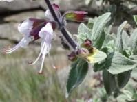 Syncolostemon incanus 