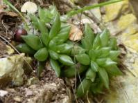Haworthia cooperi var. picturata