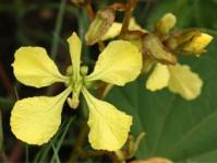 Tylosema esculentum 