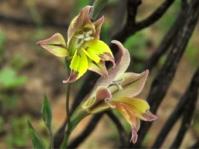 Gladiolus permeabilis 