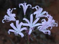 Nerine ridleyi