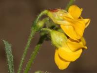 Hermannia scabra 