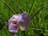 Vigna vexillata var. vexillata 