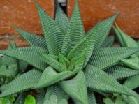 Haworthiopsis limifolia 