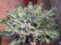 Euphorbia umfoloziensis 