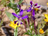 Lapeirousia jacquinii