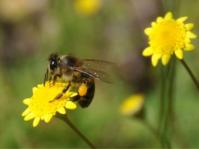 Cotula pruinosa 