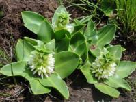 Eucomis sonnetteana 