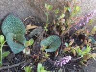 Ledebouria megaphylla 
