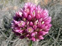 Allium synnotii 