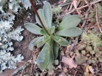Adromischus fallax 