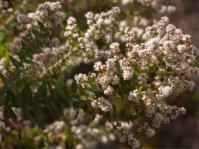 Brunia cordata 