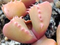 Faucaria subintegra 